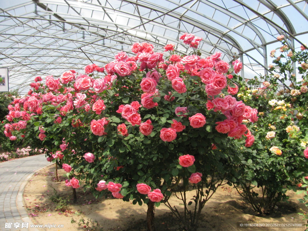 月季花