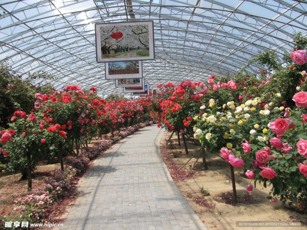 月季花