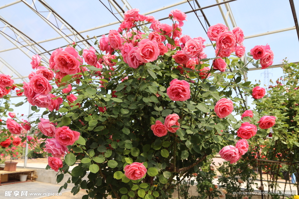 月季花