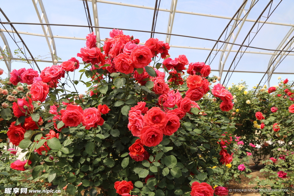 月季花