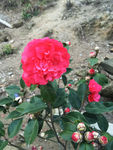 茶叶花