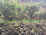 茶树