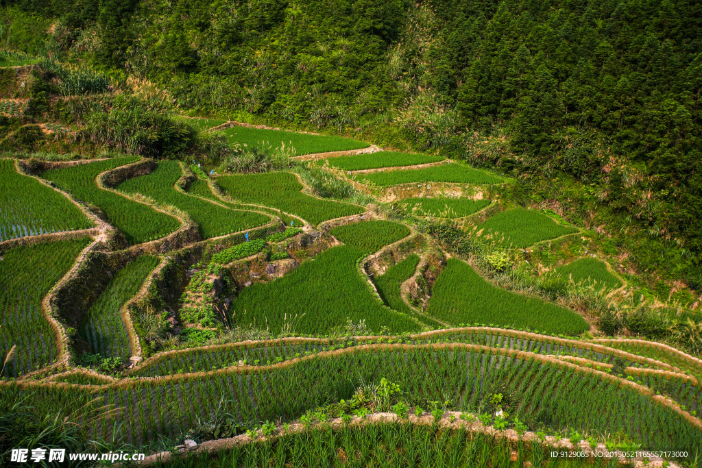 三清山山脚农田