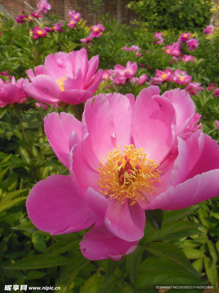 芍药花
