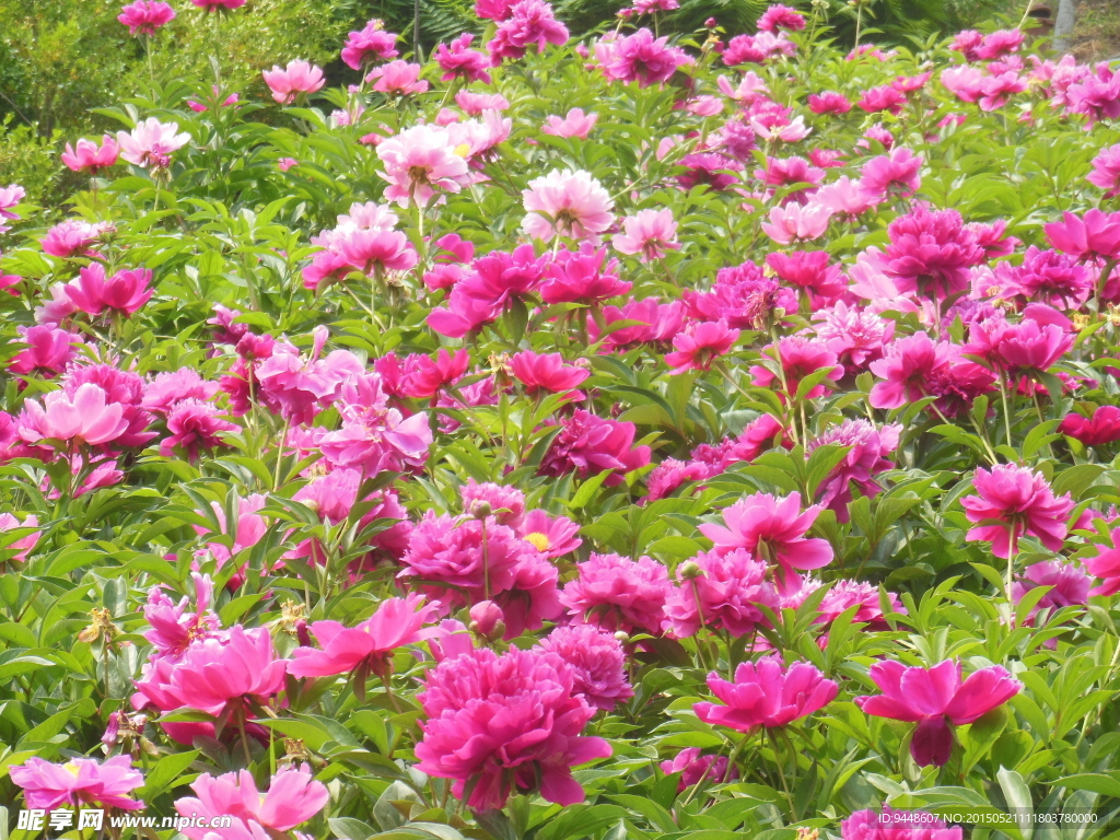 芍药花