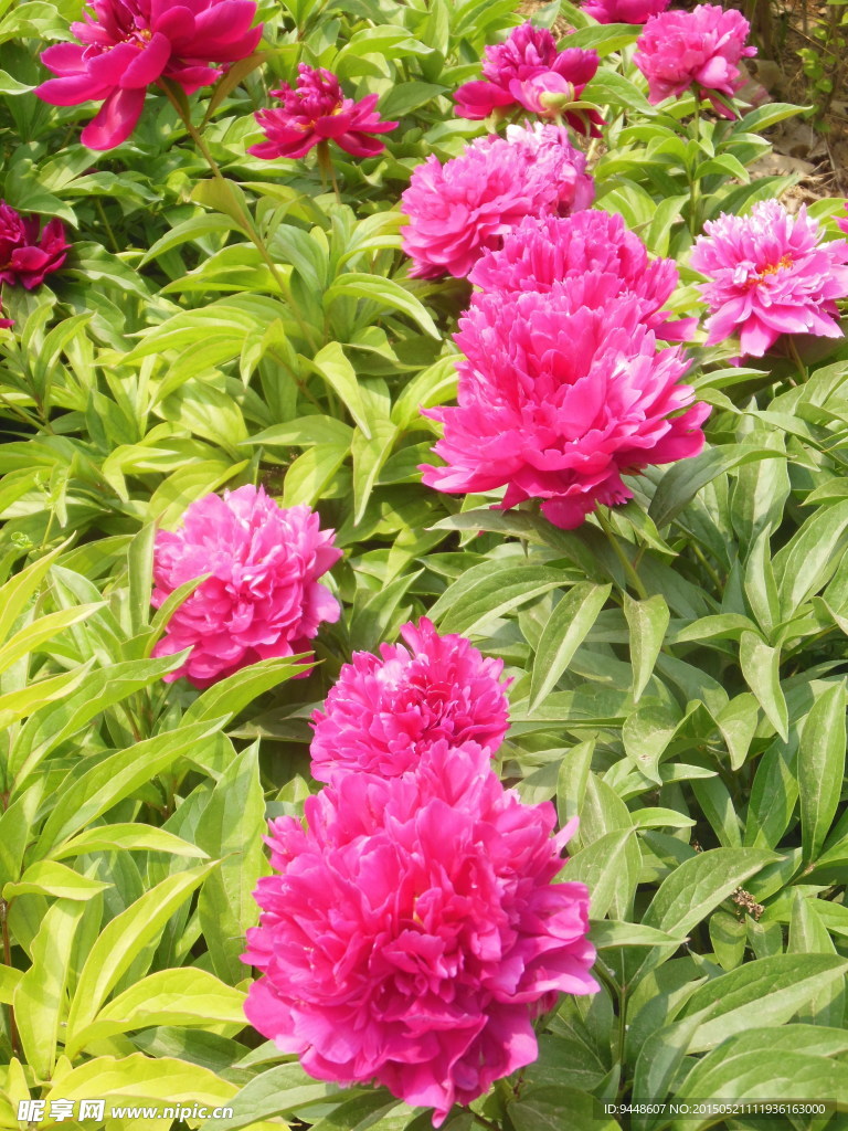 芍药花