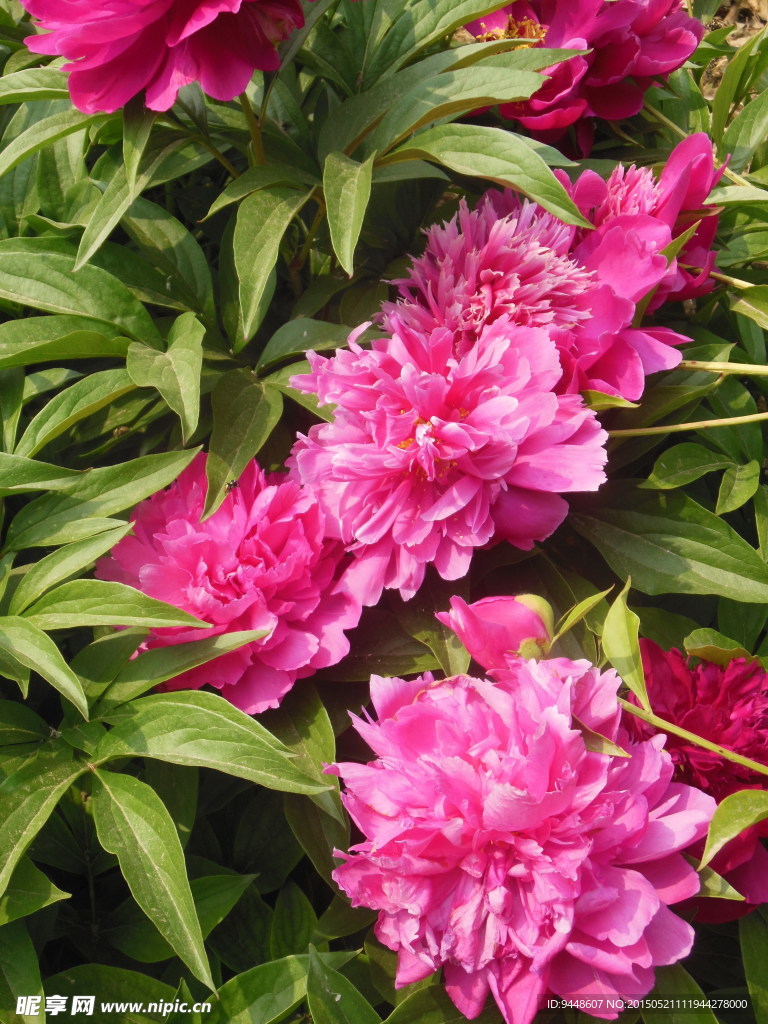 芍药花