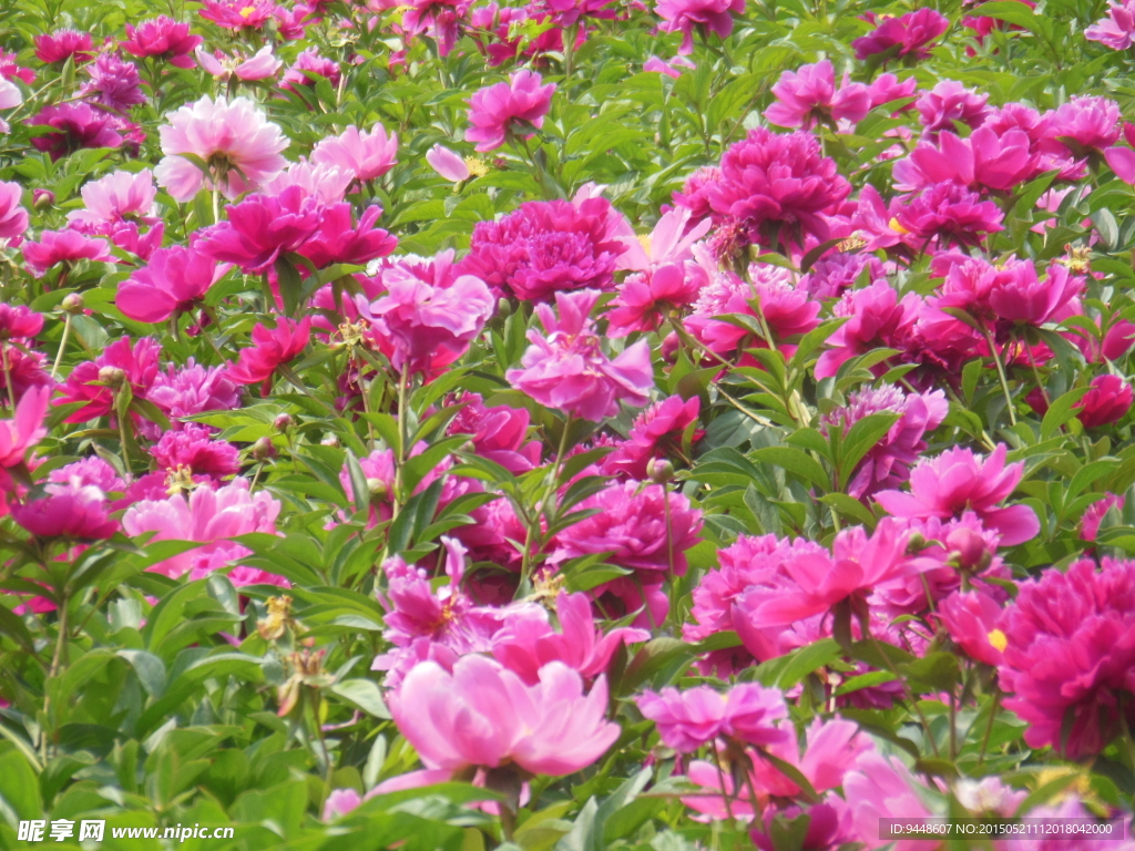 芍药花