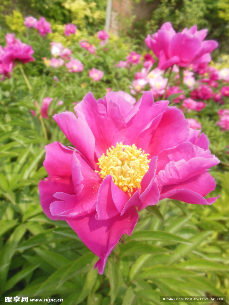 芍药花