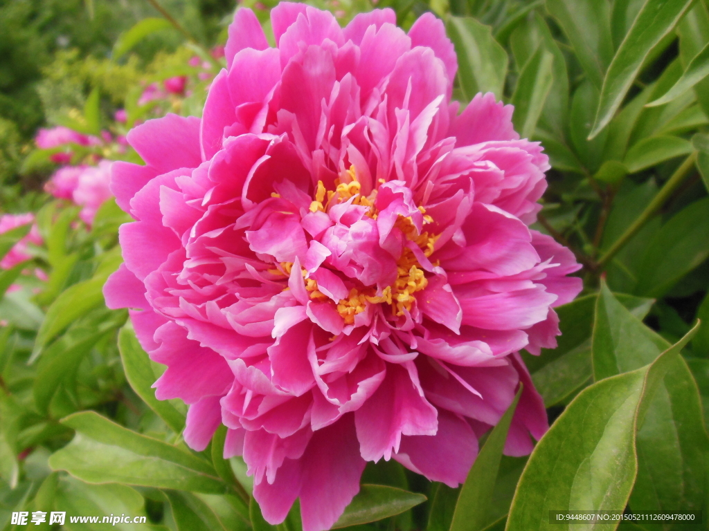 芍药花