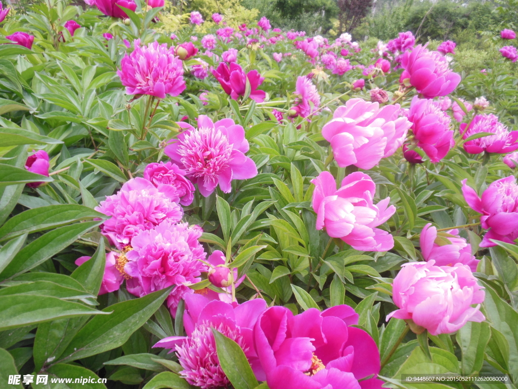 芍药花