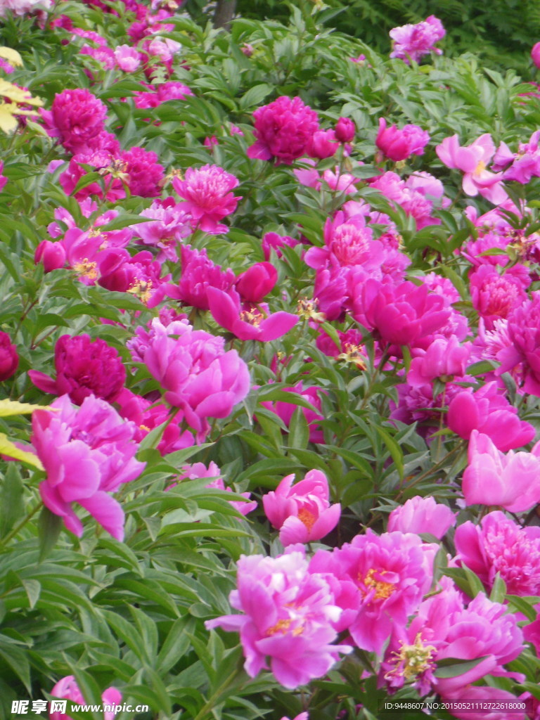 芍药花