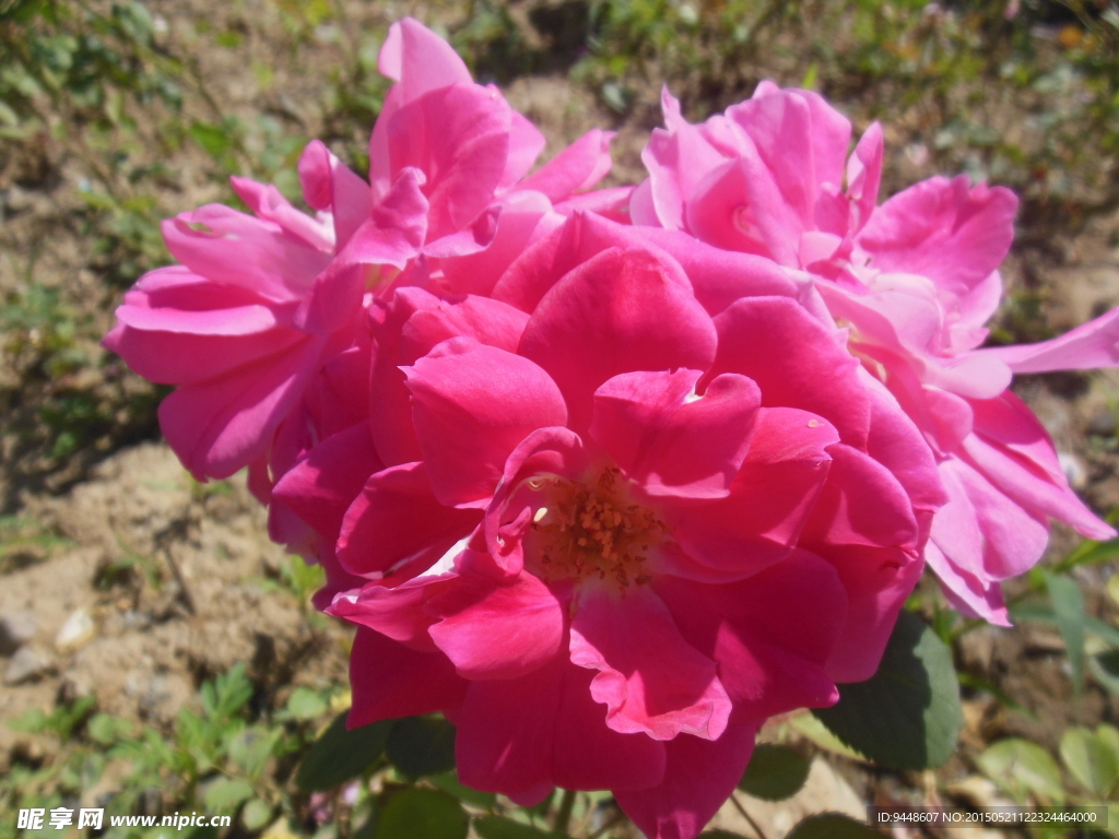月季花