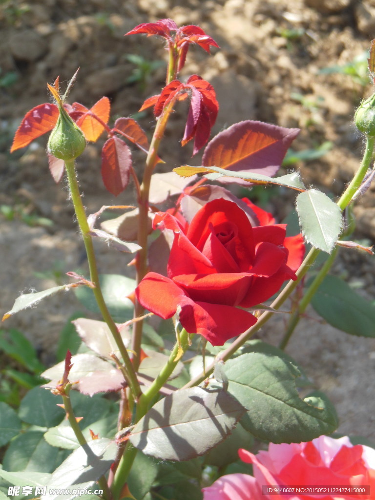 月季花