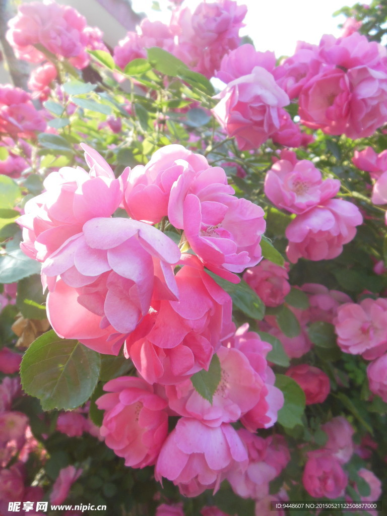 月季花