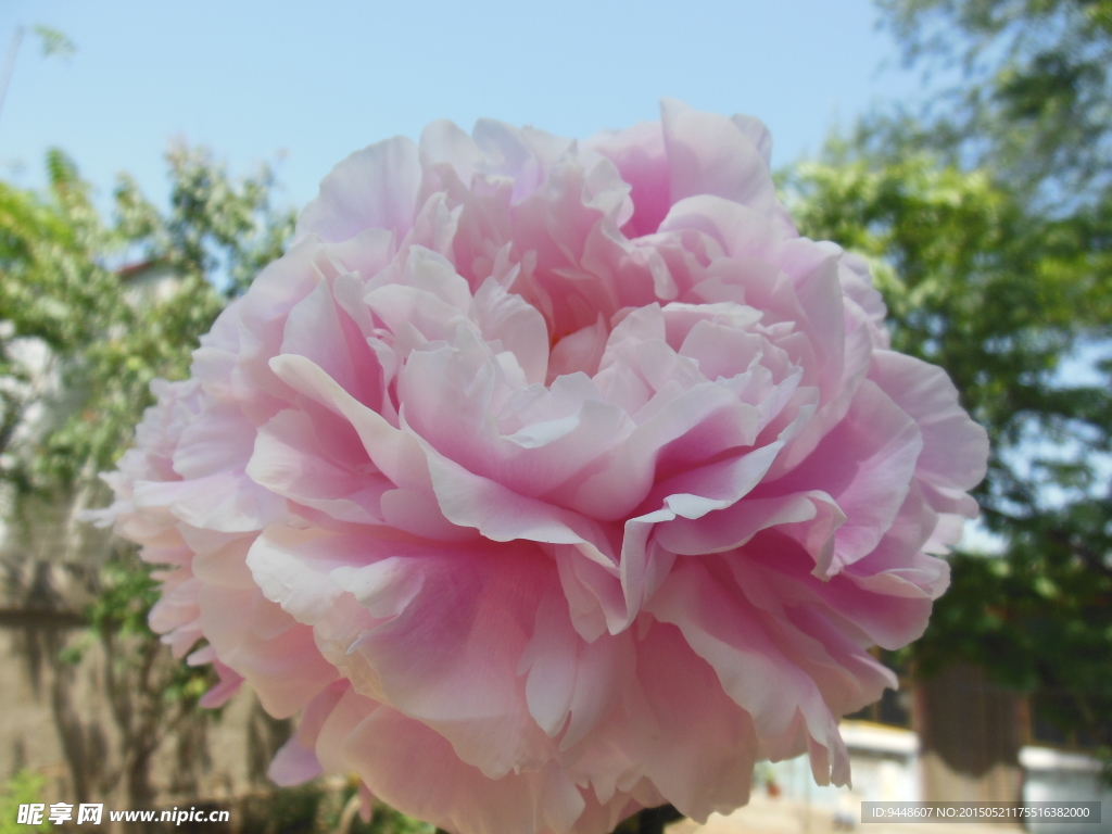 芍药花