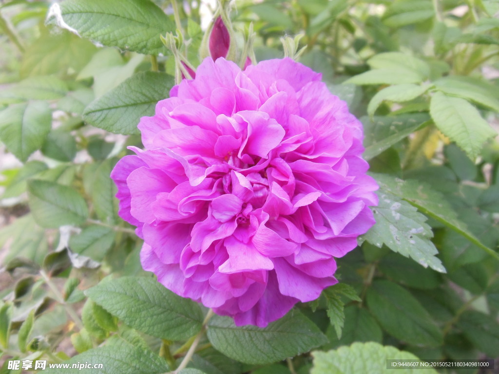 玫瑰花