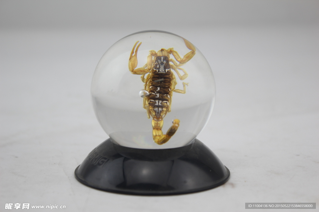 昆虫标本 工艺品