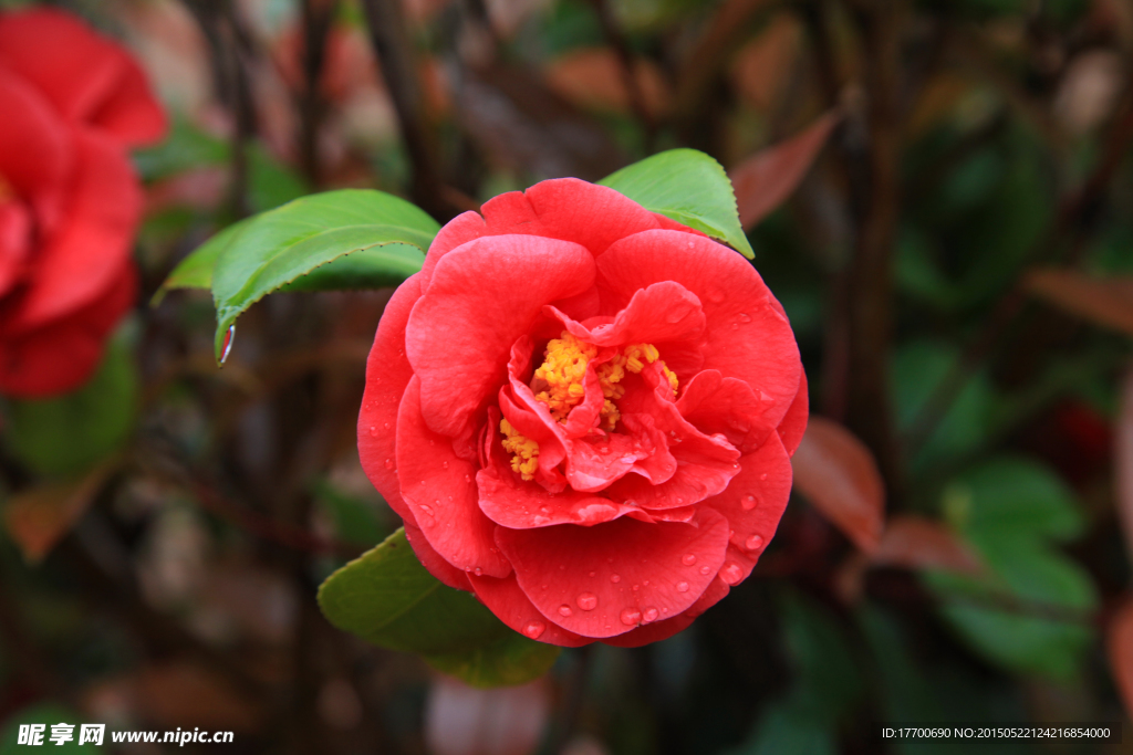 茶花