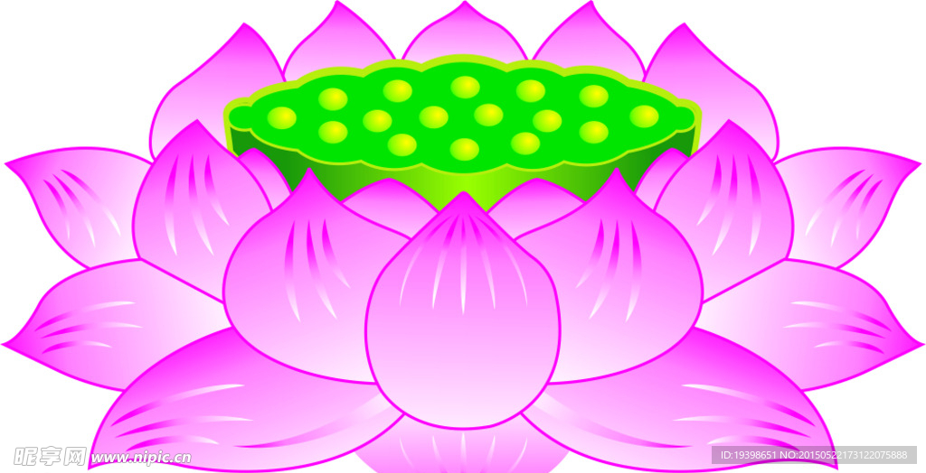 荷花 莲花
