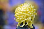 黄菊花