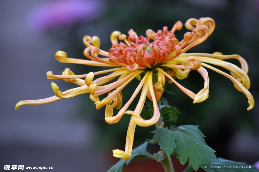 菊花