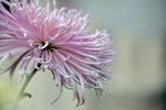 粉菊花