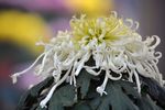 白菊花
