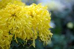 黄菊花