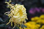 黄菊花