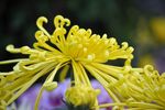 黄菊花