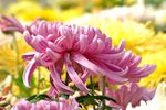 粉菊花