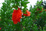 石榴花