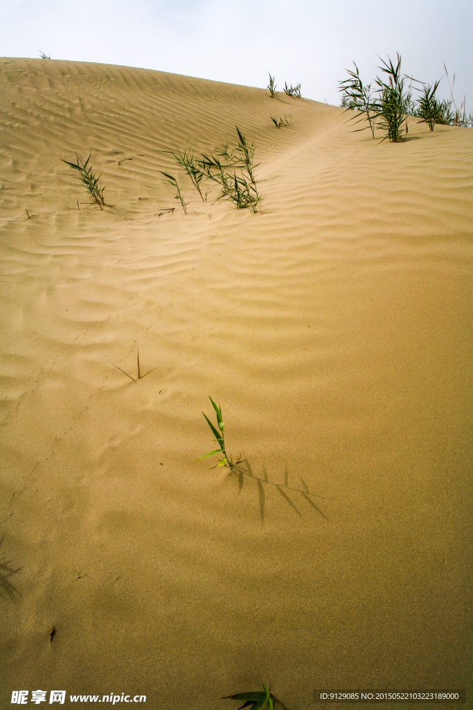达瓦昆沙漠