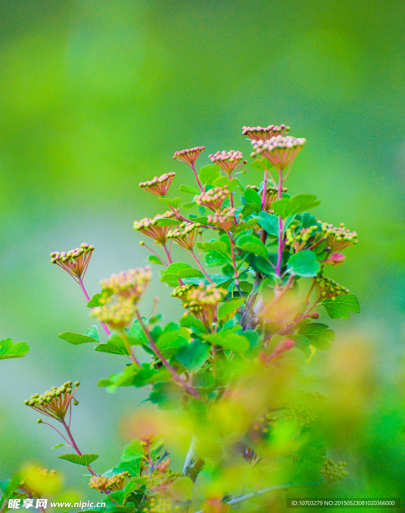 花草