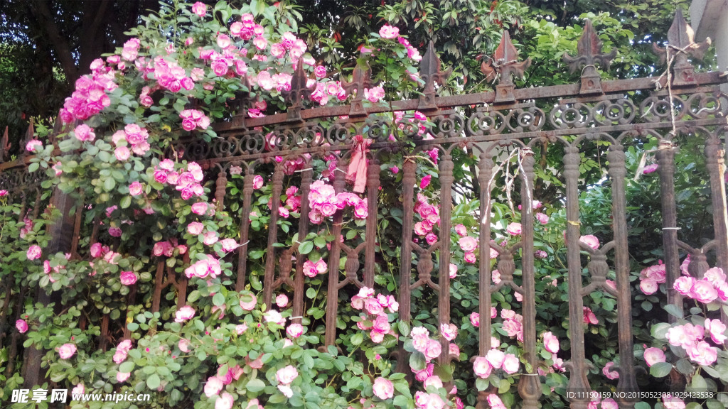 篱笆蔷薇花
