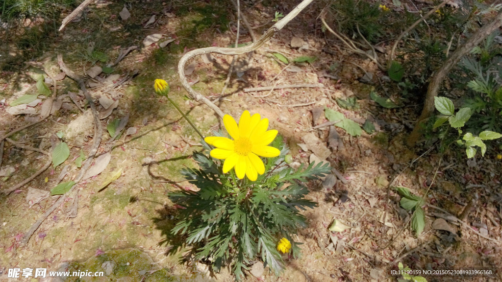 黄金菊