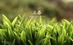 立春