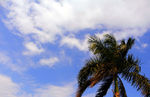 蓝天白云椰子树