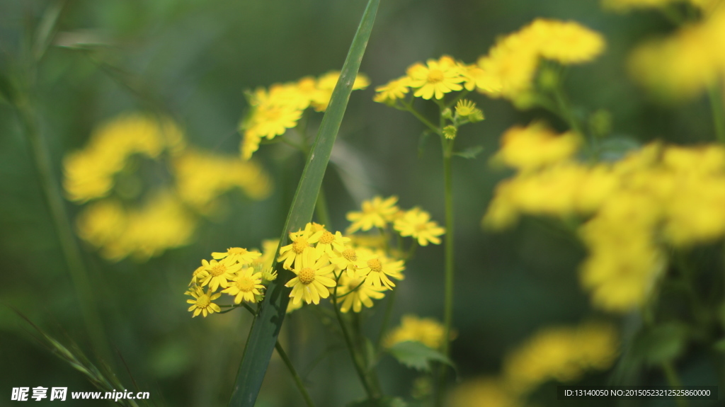 野黄花