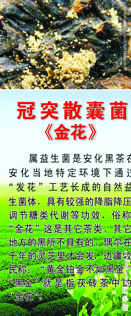 冠突散囊菌
