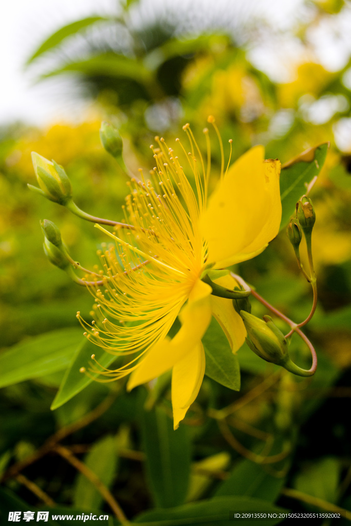 金丝桃花