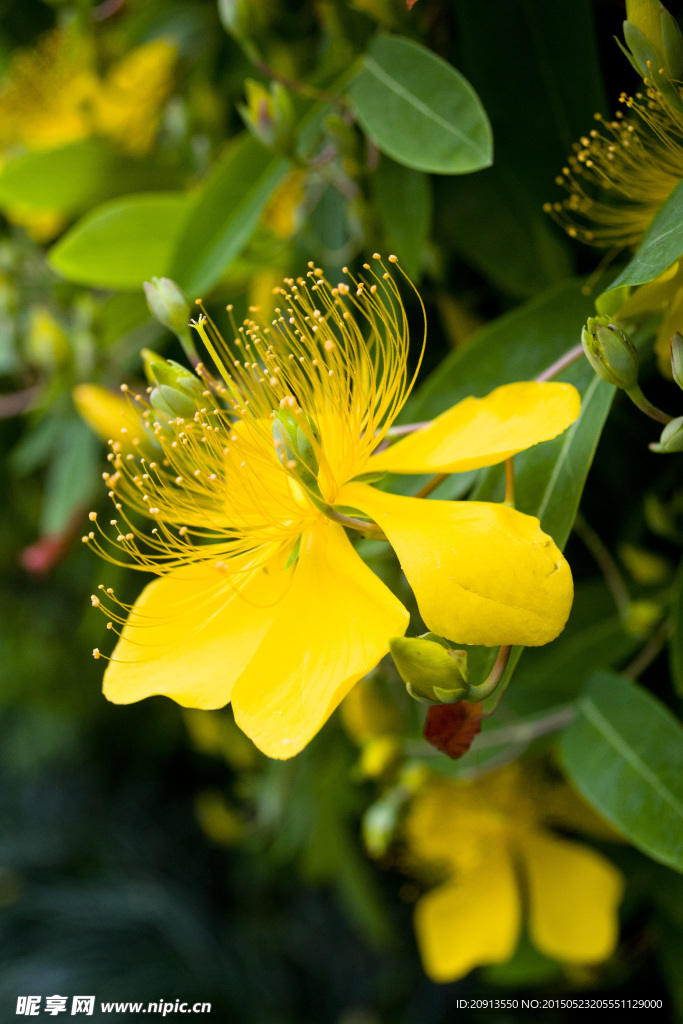 金丝桃花