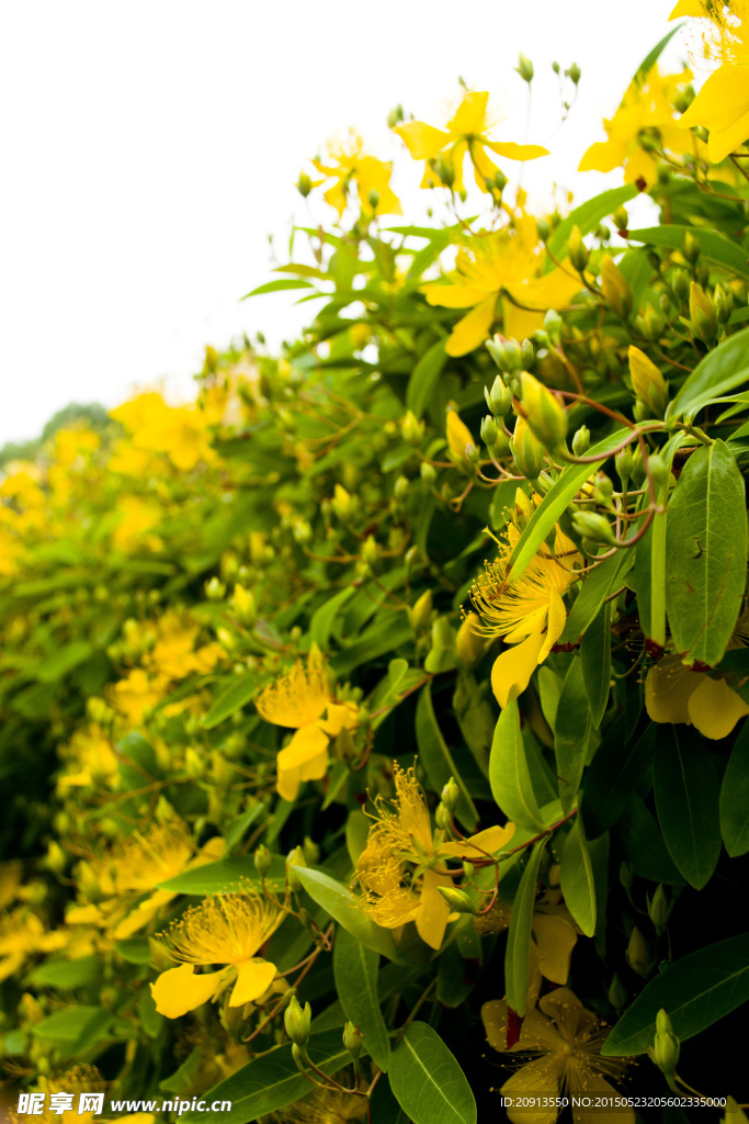 金丝桃花