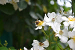 荼蘼花上蜜蜂采蜜