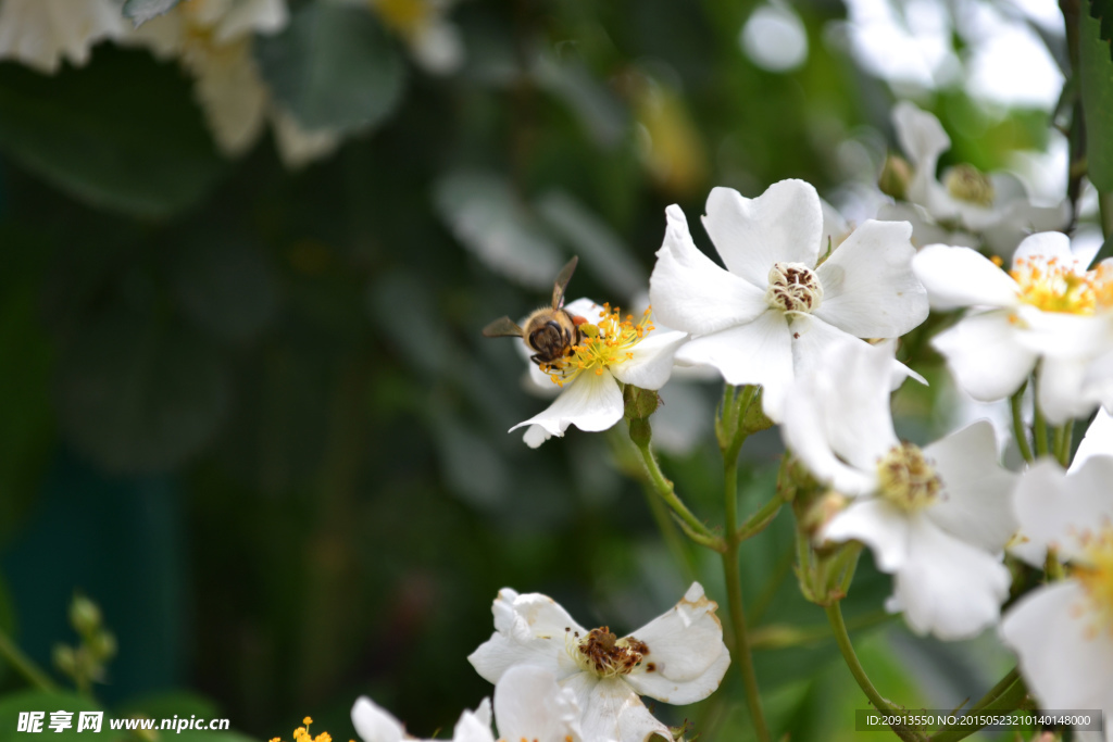 荼蘼花上蜜蜂采蜜