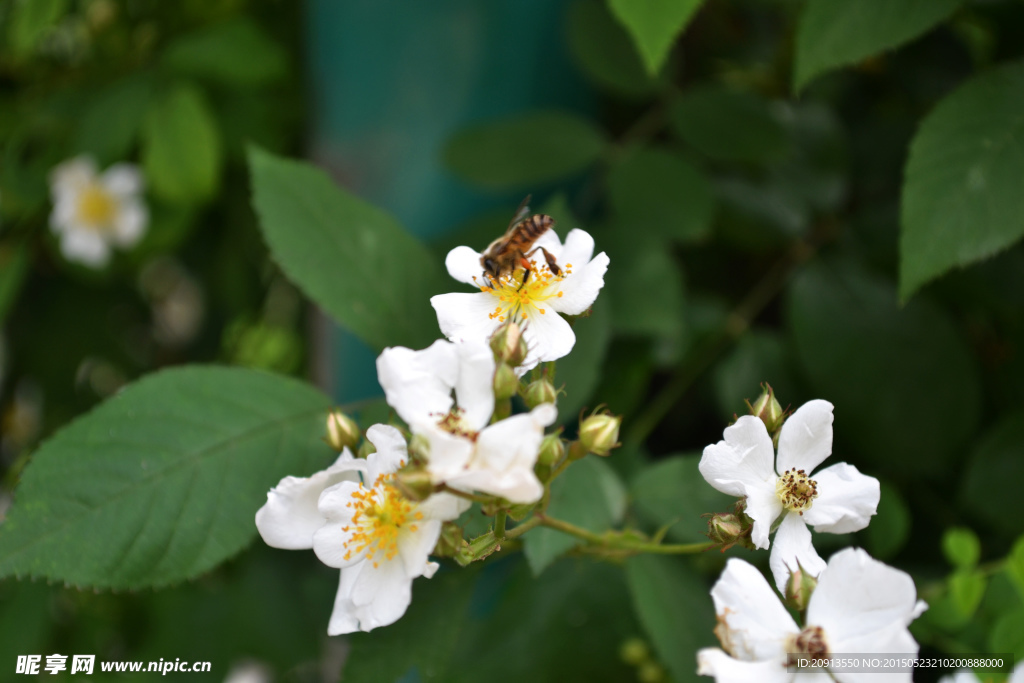 荼蘼花上蜜蜂采蜜