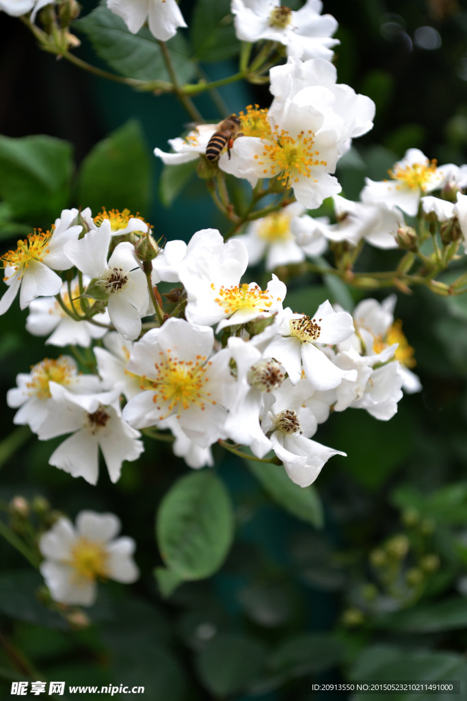 荼蘼花上蜜蜂采蜜