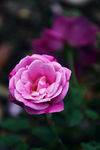 月季花