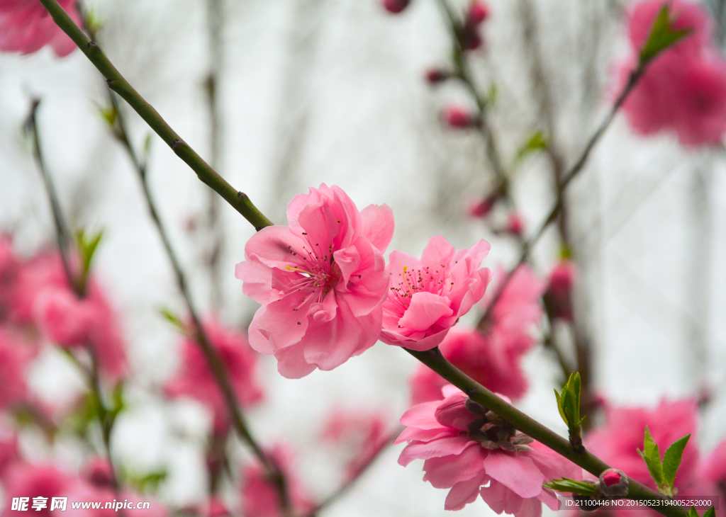 桃花